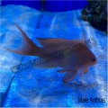 ANTHIAS SQUAMIPINNIS
